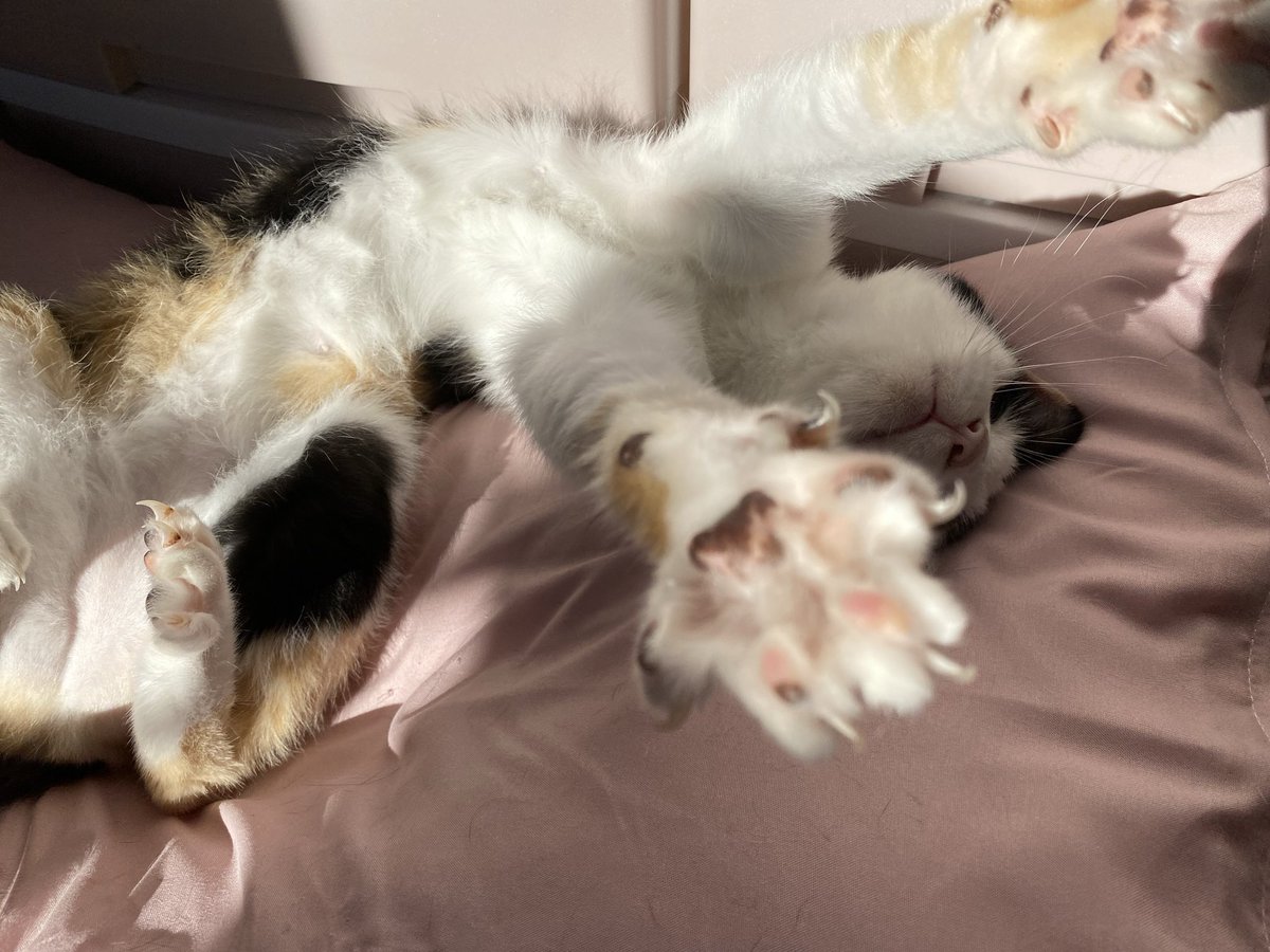 NO.2917✤失われた野生ねこ ジルコニア チャーム アフリカツチブタ on X