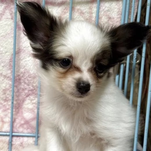 こんにちはAnimallineです🐾本日はパピヨンのご紹介！とても人懐っこい、ちょっぴりやんちゃで元気な男の子♪毛並みが美しいハンサムくんです♡今後の成長が楽しみですね♪ぜひぜひご検討ください！🐶

animalline.jp/breeder/pet/de…
#Animalline #犬のいる暮らし #パピヨン