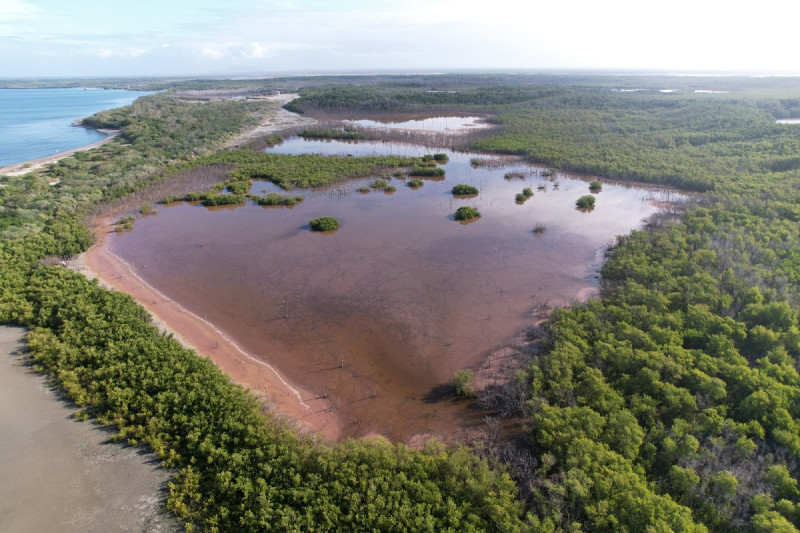 Los taninos son compuestos naturales presentes en las hojas, raíces y cortezas de los manglares rojos (Rhizophora mangle), liberan con mayor intensidad cuando estos ecosistemas enfrentan condiciones adversas ambientales, como cambios en la salinidad, sequía o falta de nutrientes.