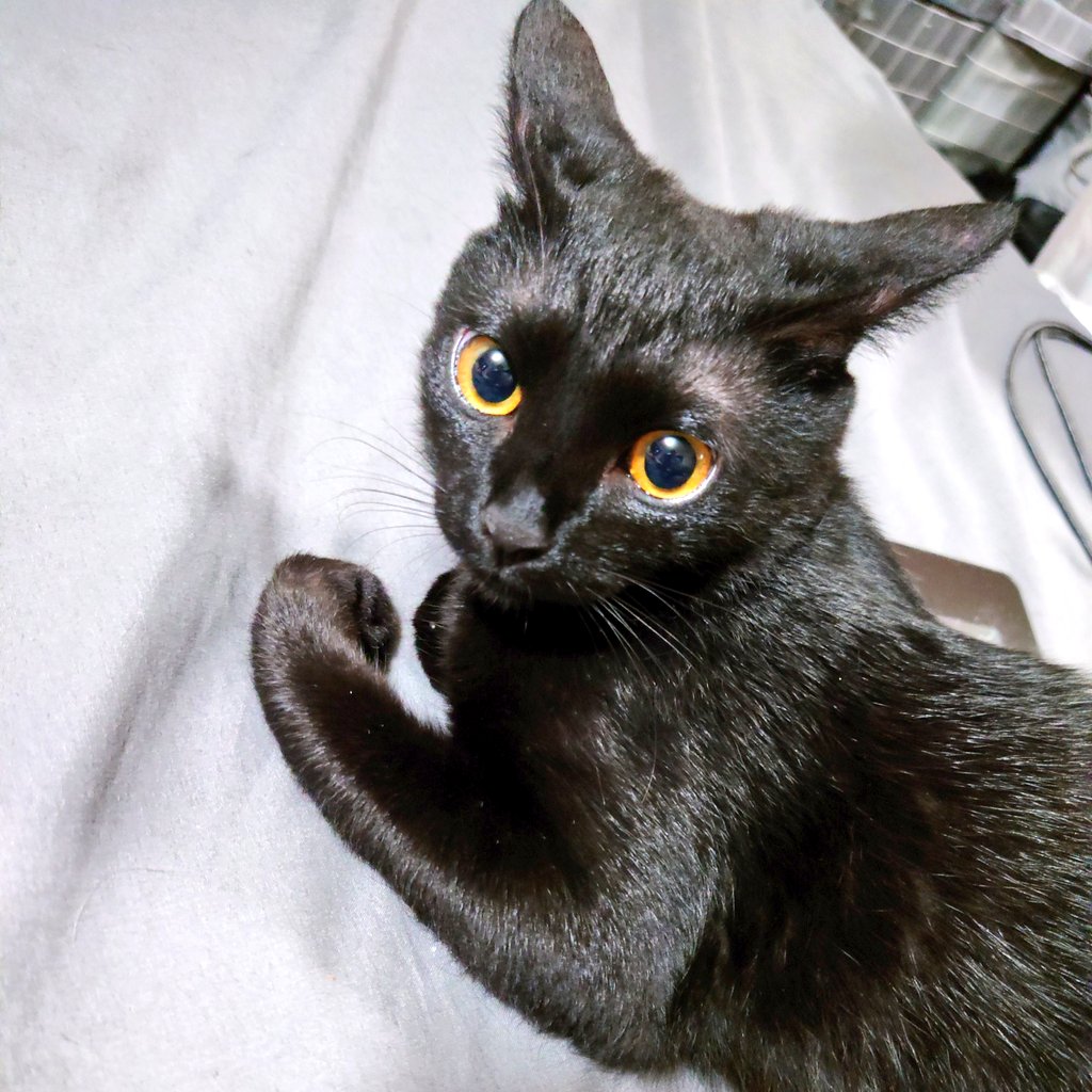 ふらんすねこ様♡ありがとうございます♡ Kizineko-sama | 「？」 『人間。いつも。ありがとー』 ネコの