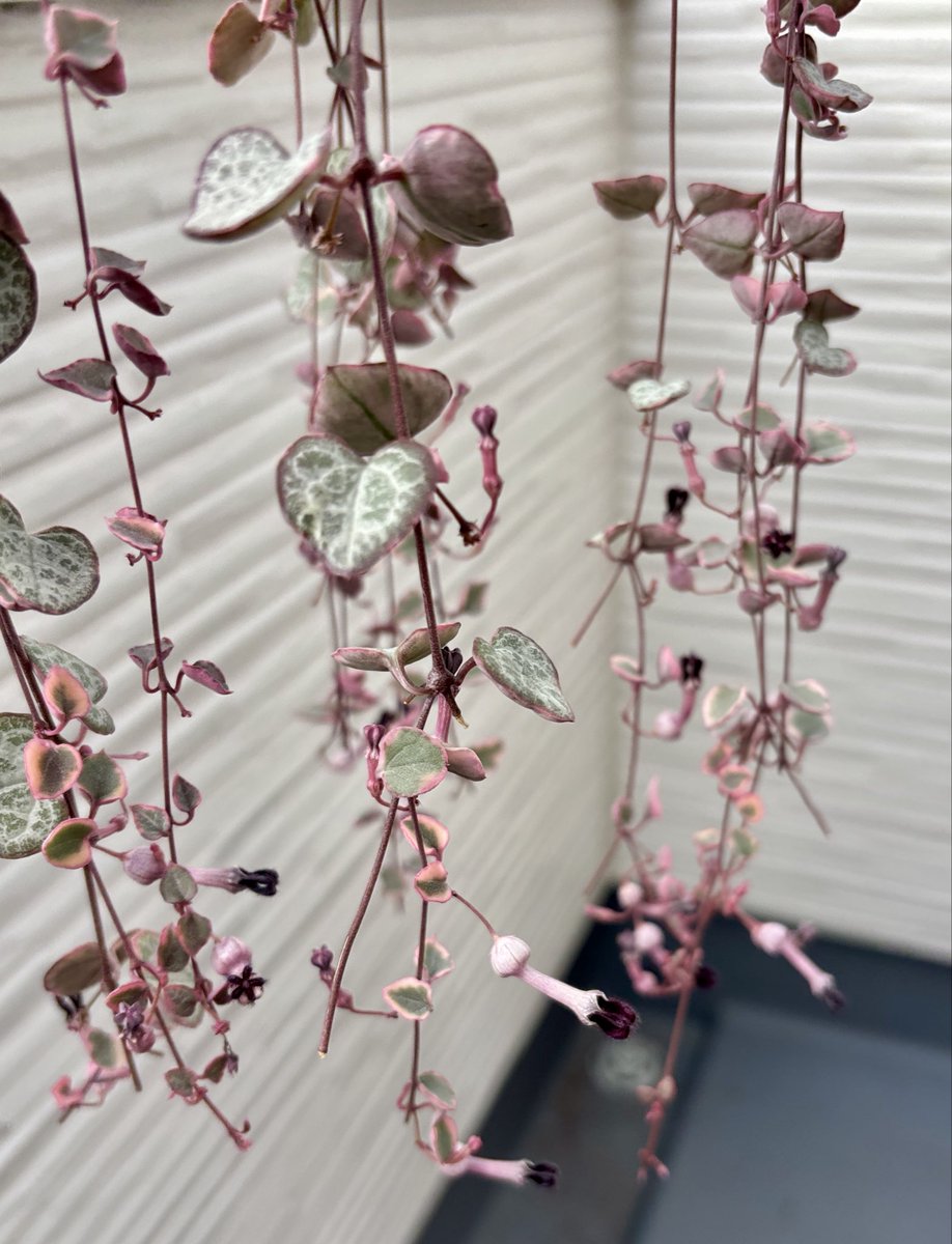 TANIKU様 ストリクチフローラ ノヴァ 夏は黒い縁が蛍光ピンクだったんです