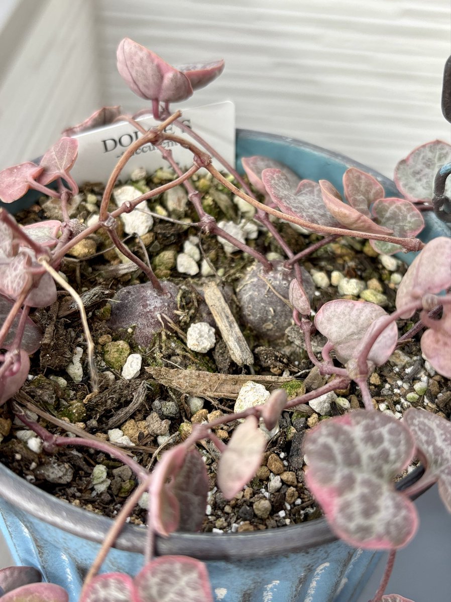 TANIKU様 ストリクチフローラ ノヴァ 夏は黒い縁が蛍光ピンクだったんです