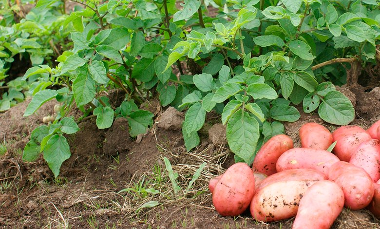 Actualidad regional | Productores de papa tienen plazo hasta fin de año para registrar sus cultivos en el SAG elinsular.cl/noticias/chilo…