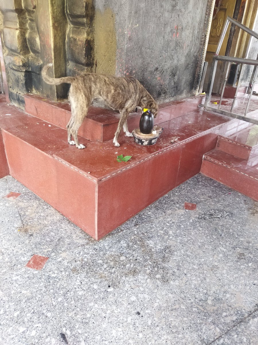 यह मिर्जापुर के अंतर्गत बाबा बदौरा नाथ का मंदिर है और यहां पर कुत्तों का दर्शन चल रहा है।