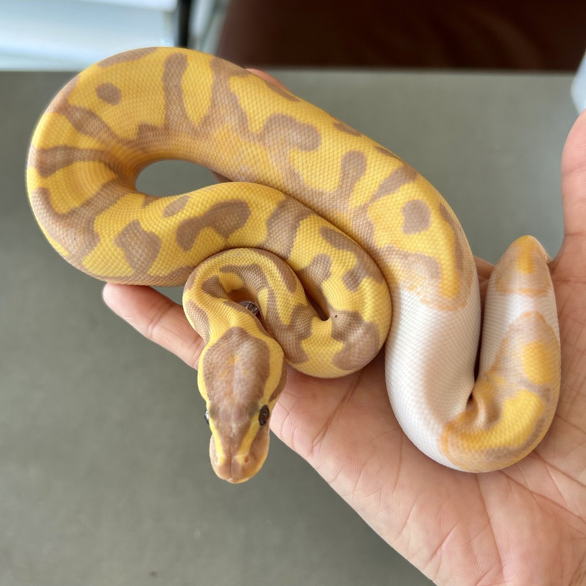 Kayo296's tweet image. ウチにお迎えしたMVCB✨
可愛い!可愛すぎます💛
Banana Piedなら➕Enchiでローパイ&色味濃いめが好みです🥰
#ボールパイソン #ballpython