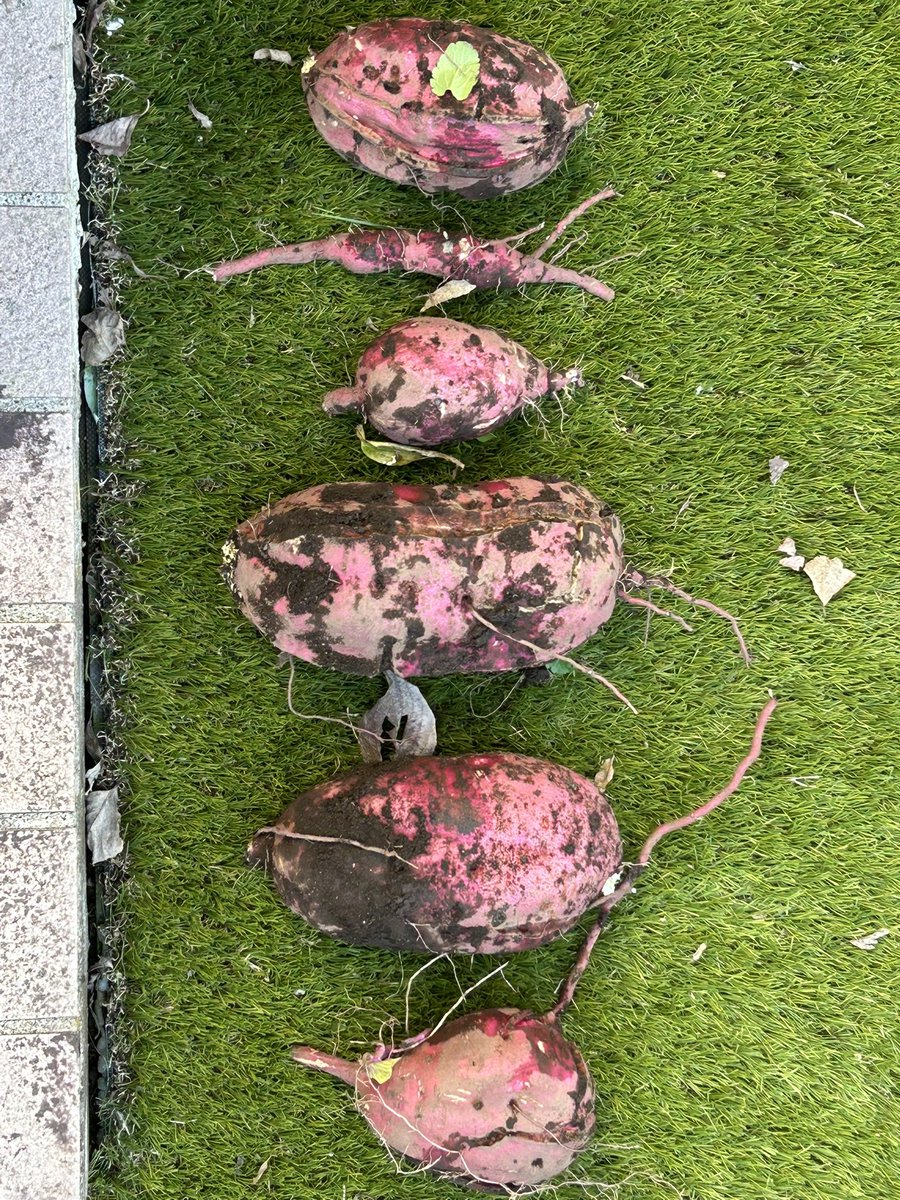 giantrogo's tweet image. 今日は、庭のさつまいもを収穫。大きい。