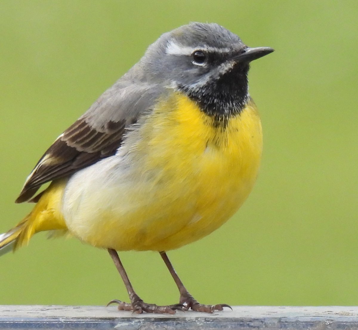 Tim Ballard tweet media