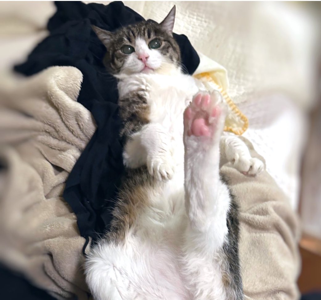 猫千代　0912 猫千代 0912 猫千代 0912 カード検索 ｜ Z/X - Zillions of