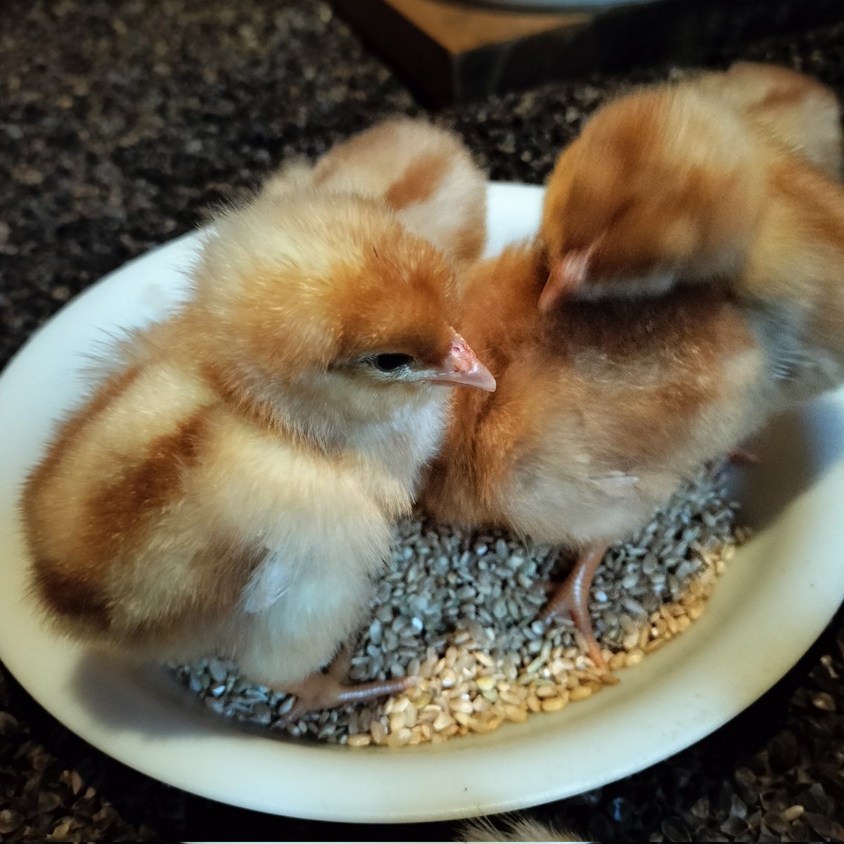 だいぶ朝晩の冷え込みが強くなってきた今日この頃ですが
今年最後の  #ヒヨコ がやって来ました🐤
しっかりあったかくして 大事に育てていきたいと思います！
元気に大きくなってね☺️

 #おやまの農園ほーんびる