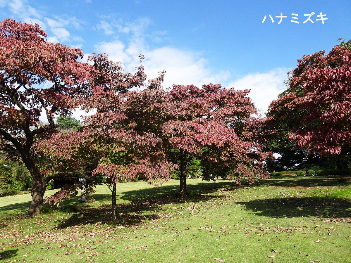 新宿御苑 の #紅葉 トップバッター #ハナミズキ がみごろです✨ 外側