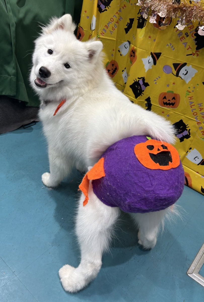 ハロウィンマント✰2025《オーダー専用㌻》 halloweenfes2025 | VAROCK公式WEB SITE