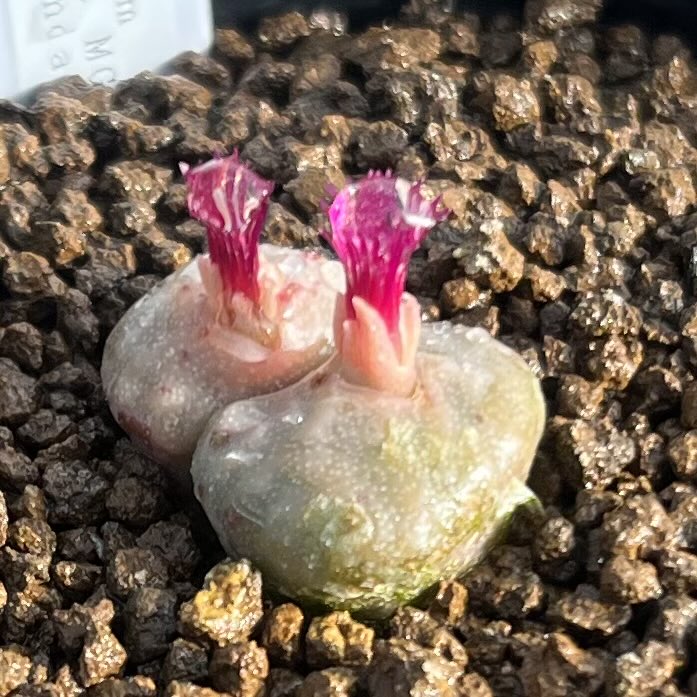 抜き苗✨レア♥️蜜桃プリン✕Prodidity✨ レア種・新品種 | PUKUBOOK SUCCULENTS