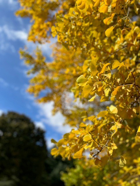 芝生広場2号休憩舎近くのイチョウが1本だけ黄色く色づいていて、秋の訪れを一足早く感じることが出来ます。
