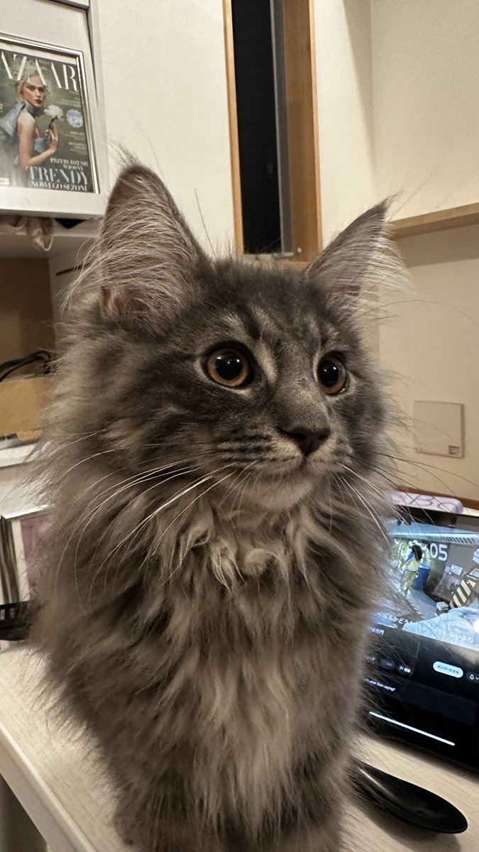 ごま様…尊い🥹❣️❣️
毎日家にいるんだけどね笑