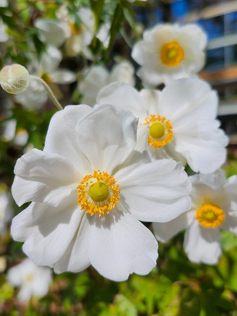 花ページ photophotoKyoto on X