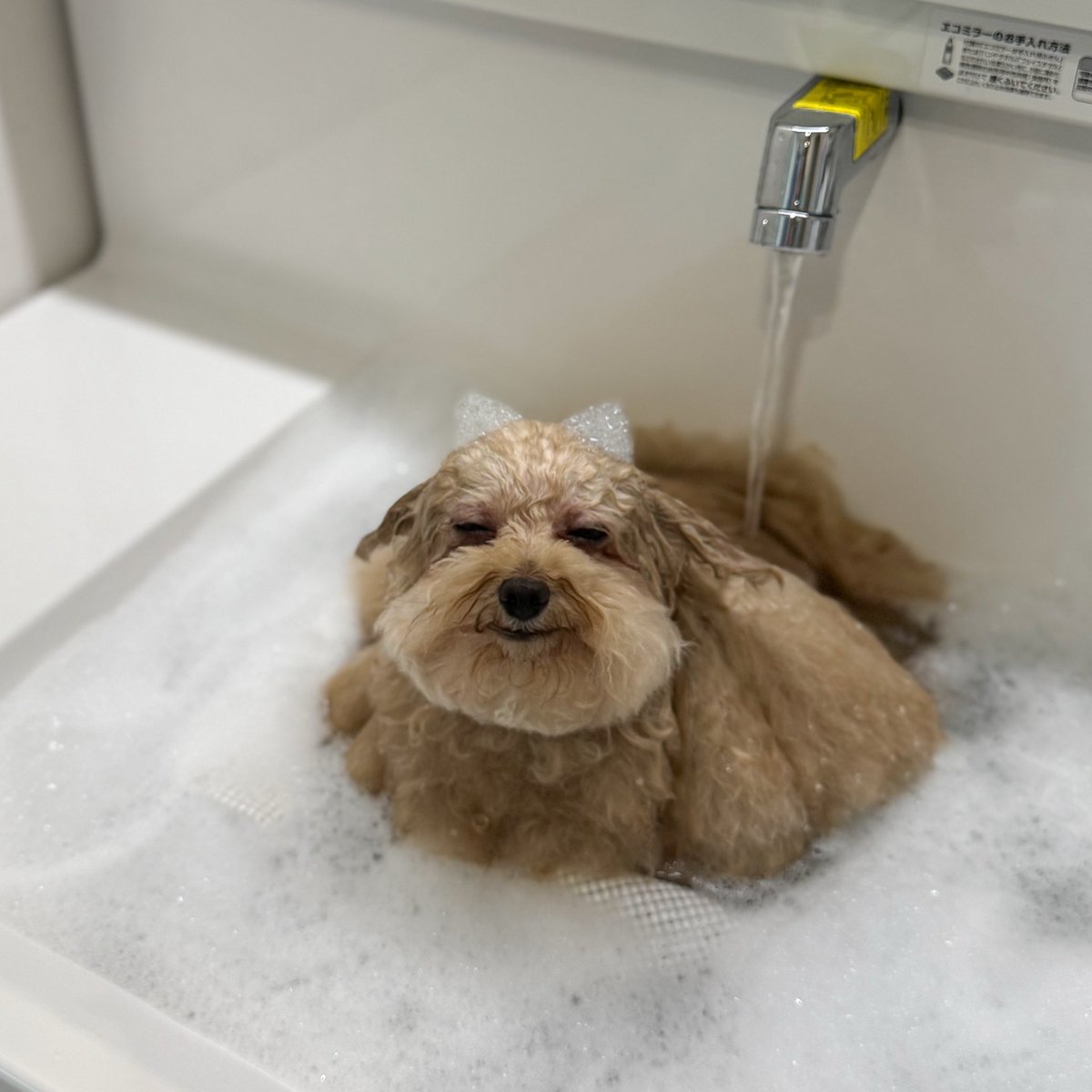 __mohu_c's tweet image. お前も鬼にならないか