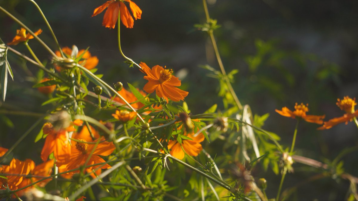 harerukitto's tweet image. #写真好きな人と繋がりたい #ファインダー越しの私の世界 #キリトリセカイ