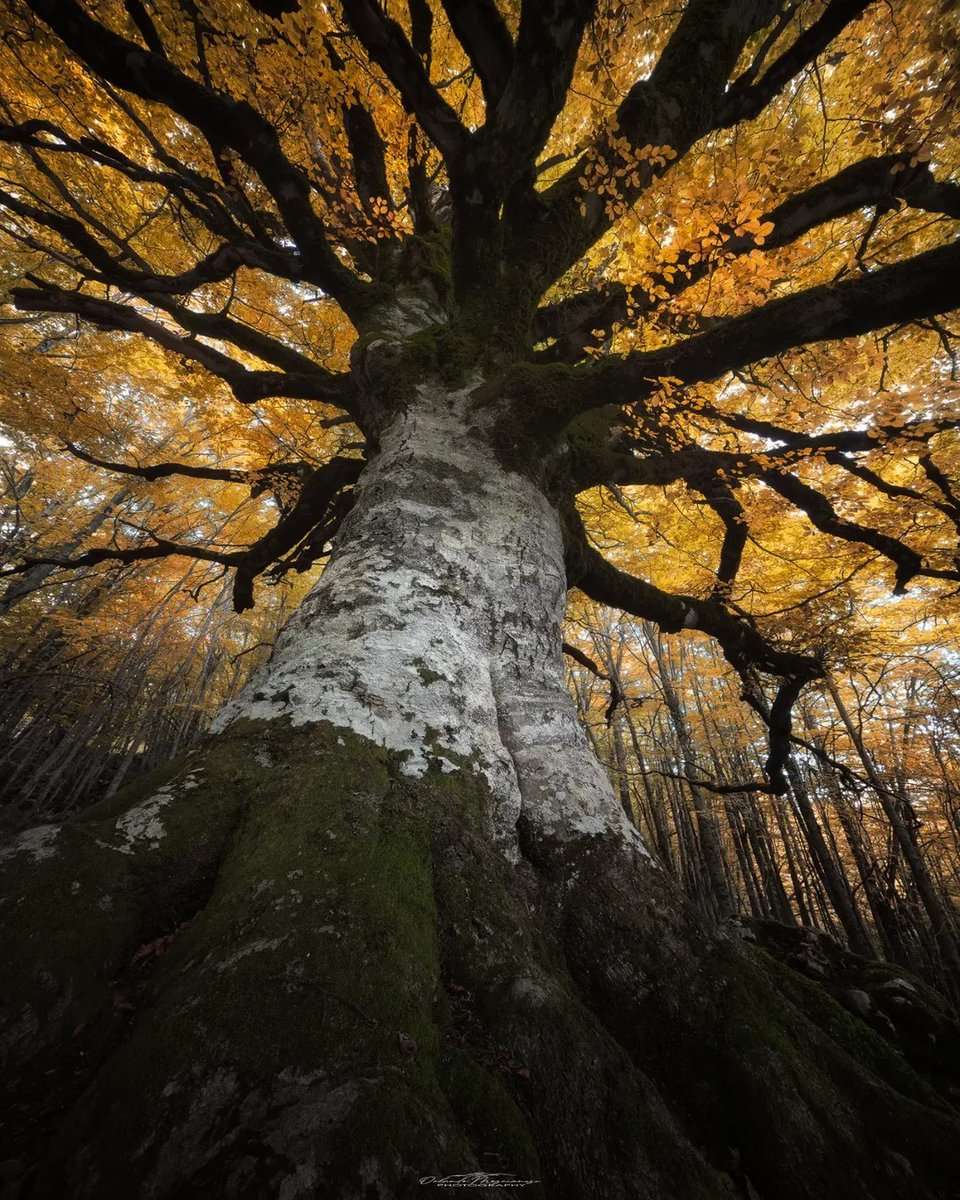YourAbruzzo's tweet photo. #PratiDiTivo, angolo di paradiso ai piedi del #CornoPiccolo sul versante nord-orientale del #GranSasso: boschi di faggio, acero e mandorlo si vestono di magia e colori dโ#autunno!
๐ธIG orlando92_photo
#abruzzo #viaggioinabruzzo #abruzzoturismo #foliage #montagna https://t.co/9nxRDUxP91