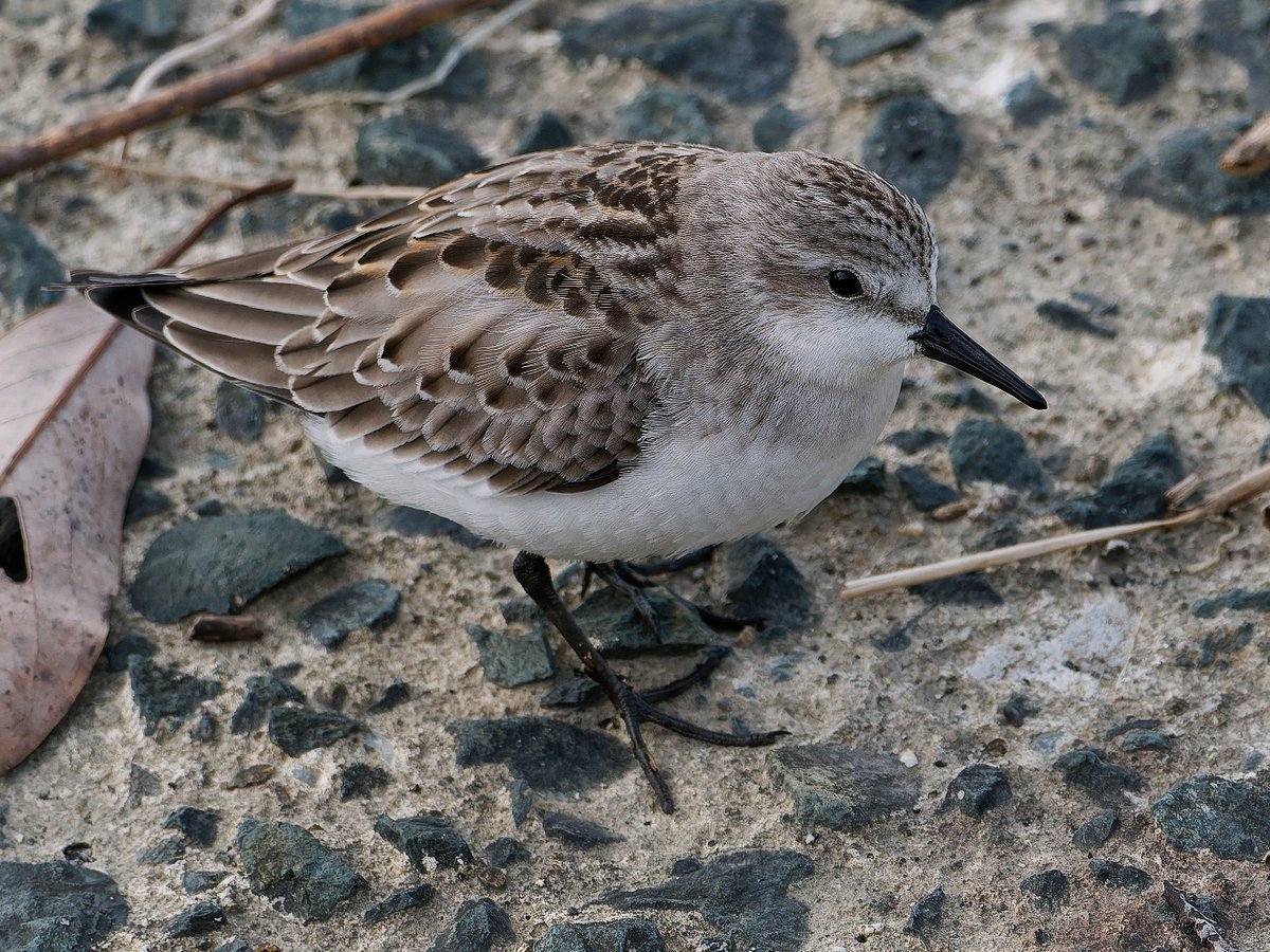 おはようございます。
普通のトウネンの趾