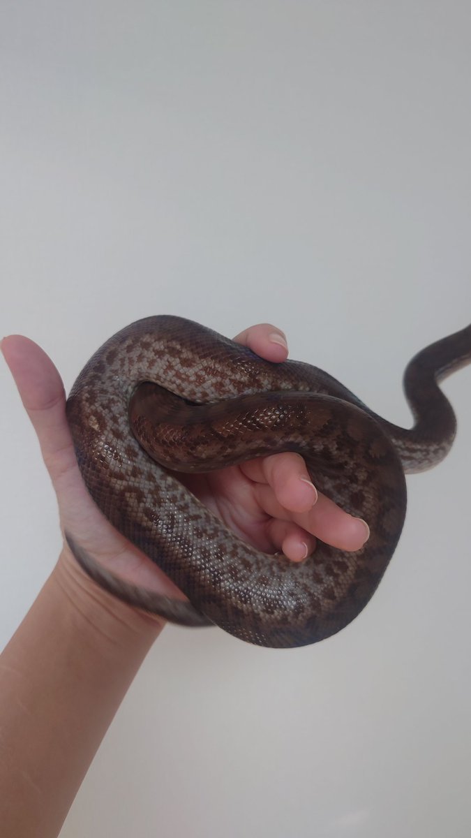 黒蜜ちゃん、貴女こんなに柄ありましたっけ？？？？
#コロンビアレインボーボア  #コロ虹