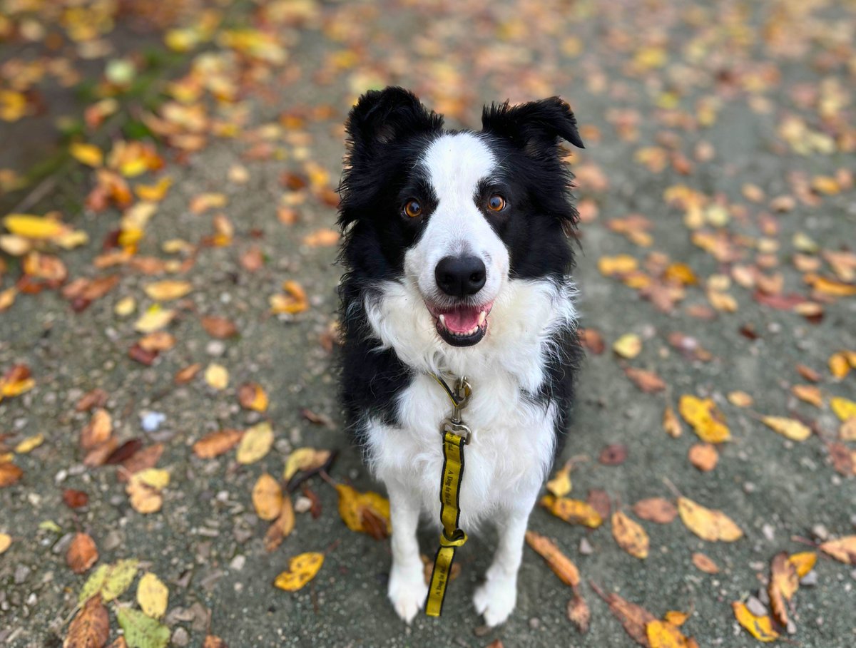 DT_MANCHESTER's tweet photo. Ned is here to give you some top tips on how to keep your pooch safe this Halloween🎃👻🐾

#DogsTrust#DogsTrustManchester#Halloween#Autumn https://t.co/qaigfVnUqn