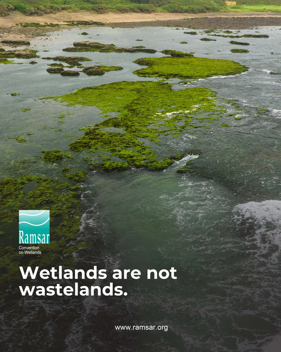 Wetlands offer some of the best natural solutions to modern crises. 

They can clean water by filtering pollutants, displace floodwater, shelter wildlife, improve our mental and physical wellbeing &amp; capture climate-changing amounts of carbon.

We need wetlands now more than ever!