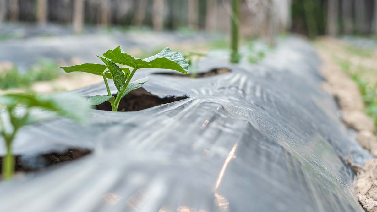 Gracias a <a href="/Cajamar/">Grupo Cajamar</a>  y a <a href="/baixauli25/">Carlos Baixauli Soria</a>   por hacerse eco de la labor de SIGFITO en su artículo sobre el uso sostenible de los plásticos en la agricultura 🌱♻️

Desde SIGFITO trabajamos cada día para ofrecer una solución responsable para los envases agrarios y ganaderos, impulsando