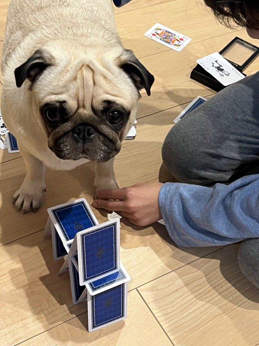 パグ犬めい子 on X パグ犬めい子 on X