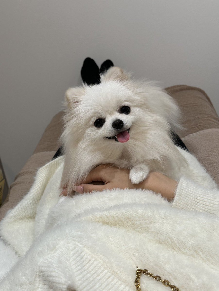 ポメラニアンの人専用 ポメラニアンのえま🐶🍼‎🤍 (@emmapom918) / Posts / X
