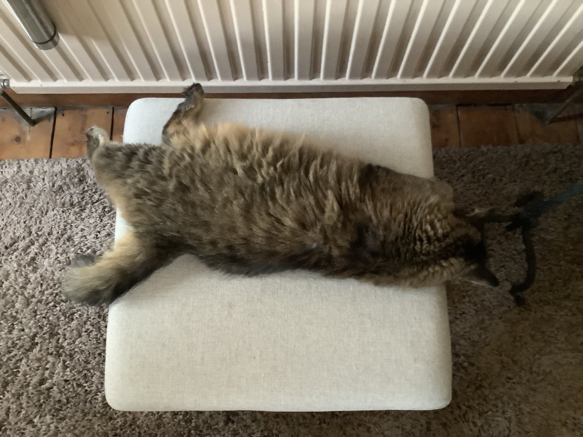 Greetings from a bright Sarf East London ! I’ve been very helpy says hoodad - supawvising his house chores last night ! We had a sneaky catnap yesterday afternoon as he was a bit ‘achy’ - like to get my floof warm from the radiator too ! Muchily love all ❤️