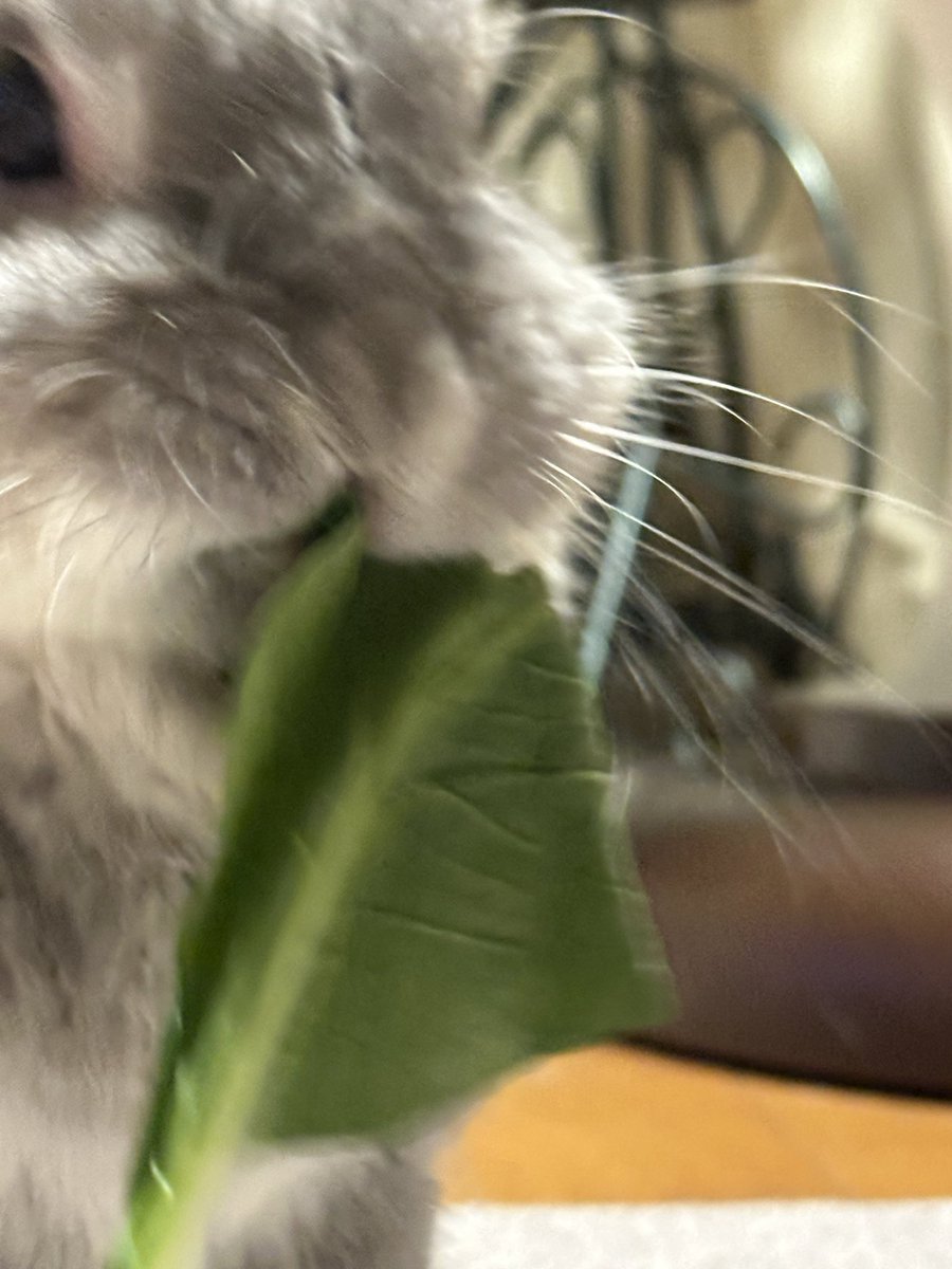 くびわつき('ᴗ')⎛‘ᾥ’⎞ (@withcollar) on Twitter photo  くびわつき('ᴗ')⎛‘ᾥ’⎞ (@withcollar) on Twitter photo