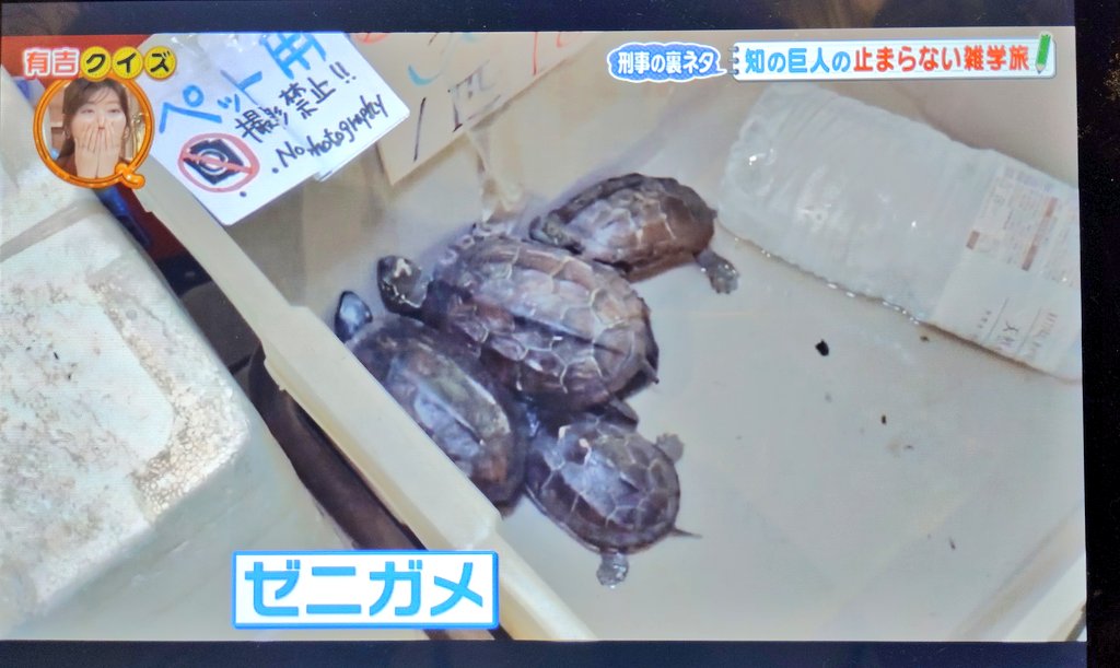 🐢カイエン🐢 on X