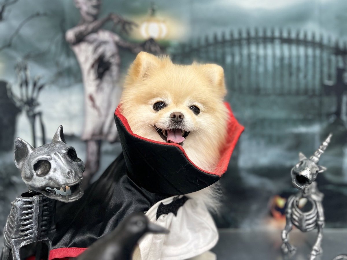 ⭐︎専用⭐︎ ポメラニアンの足様 ポメラニアンの若様 (@pomeranian_waka) / Posts / X