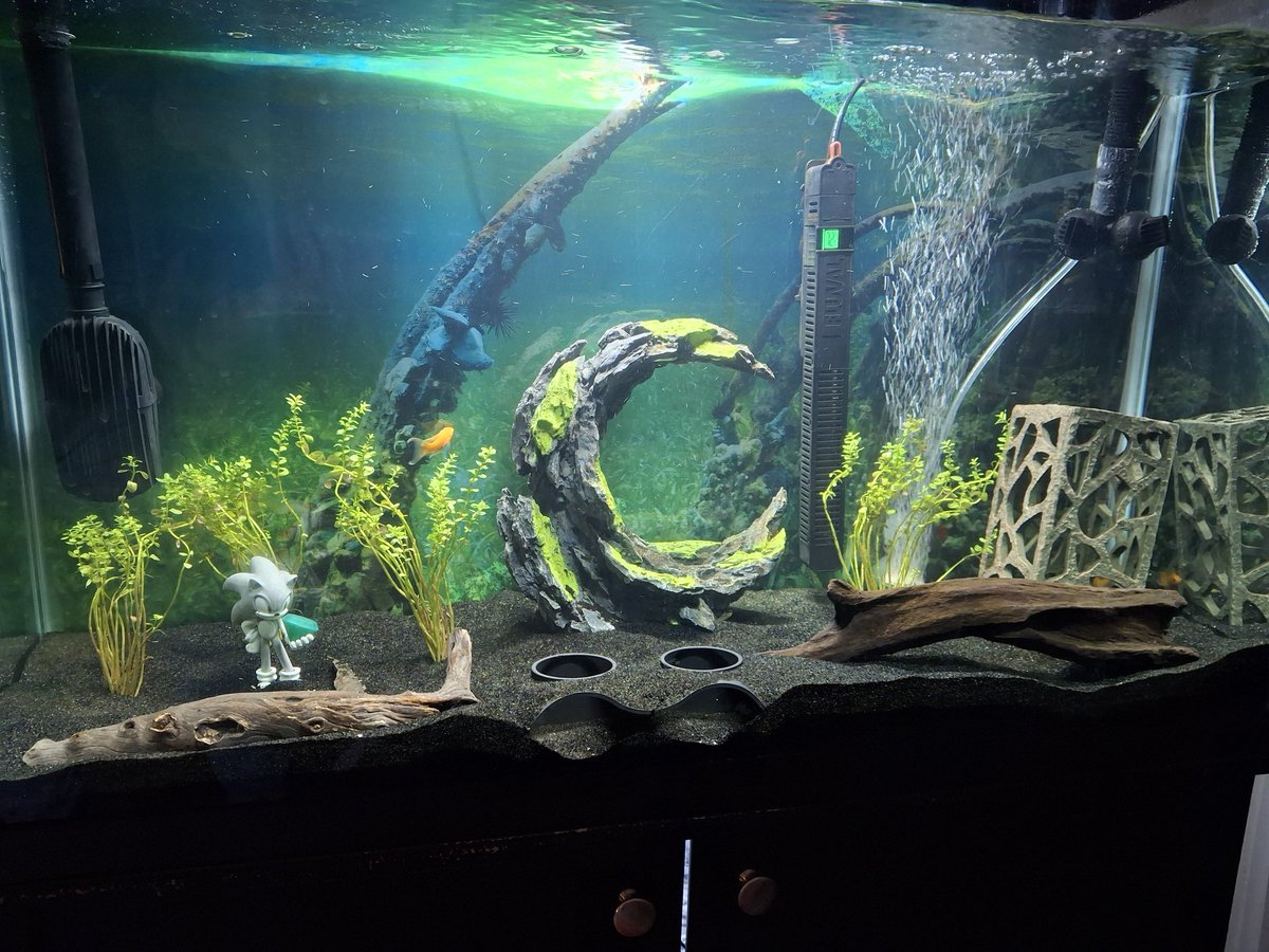 Cleaned up the fish tank! Sonic can't swim so that's why he's here 🫧🐟