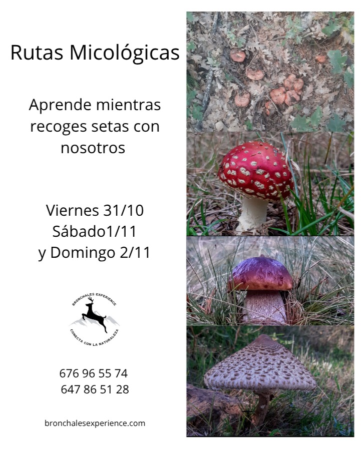 🍄 Propuestas de nuestros asociados: Rutas Micológicas con BBronchales Experience🍁El otoño llega cargado de color a la #SierradeAlbarracín...  
📅 31 octubre, 1 y 2  noviembre
🌐 bronchalesexperience.com
😍 Ven a disfrutar del otoño en albarracinturismo.com