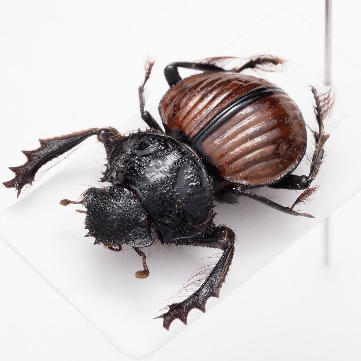 【属内入門種】Pachysoma denticollis パキソマ フンチュウ Pachysoma denticollis パキソマ13種の中で唯一色付きの種、小さくて