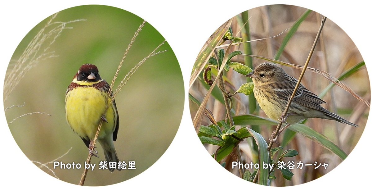 クイズです。国内では主に北海道でのみ繁殖していた鳥。草原に枯れ草など使いお椀上の巣を作り灰緑青色の地に斑のある卵を3-6個産む。一夫一妻で、抱卵から巣立ちまで約１か月抱卵も給餌も夫妻共に協力して行う。今は見られないこの鳥は何ていう名前？
答えはこちら　ご寄付も
readyfor.jp/projects/aureo…