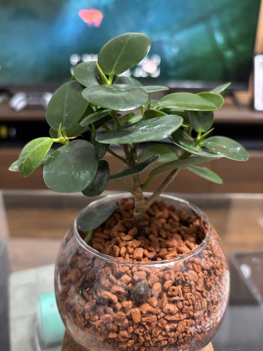 犬も丸まる季節になりまんた。

パンダガジュマルの「ガジュマン」を育て始めました。