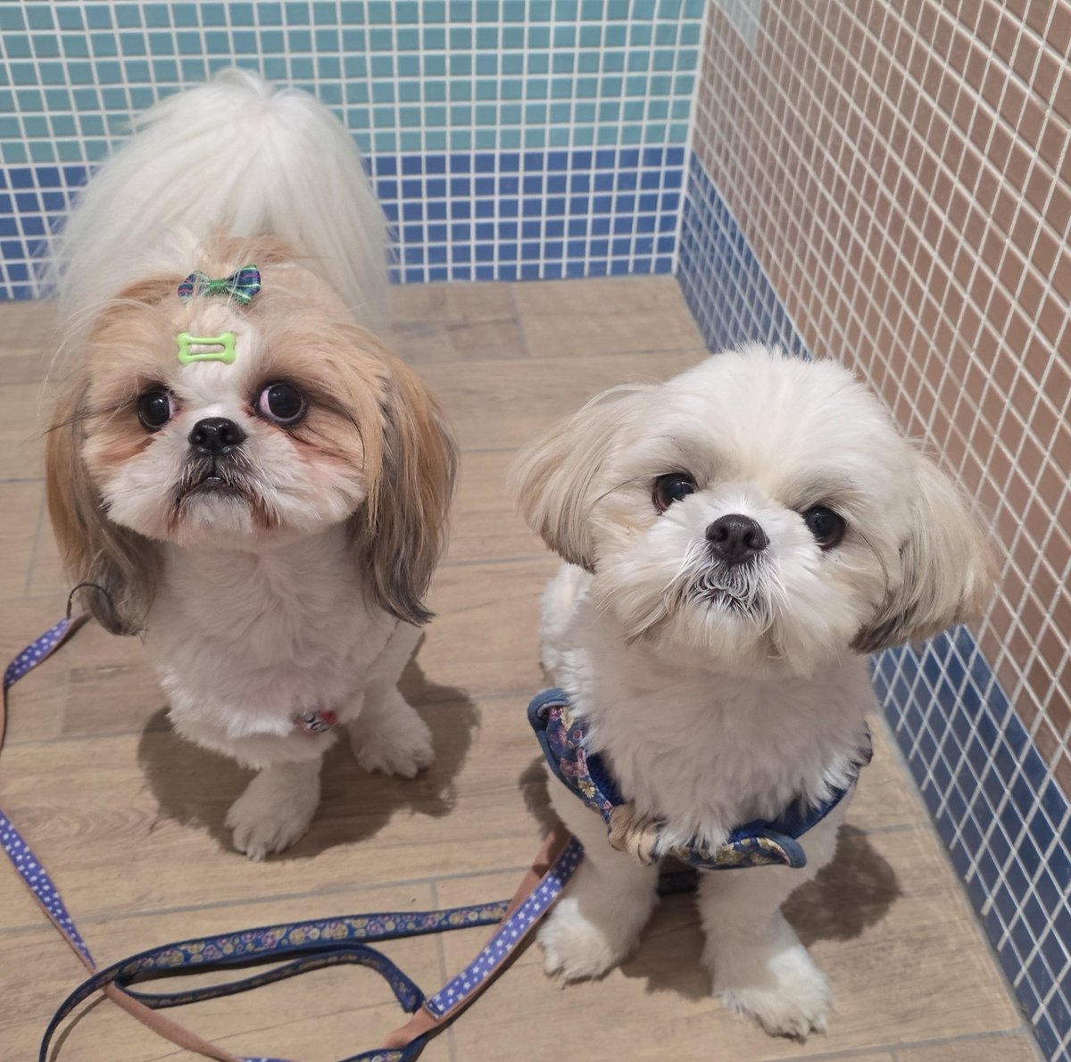 いっぬ on1214ew💚Kino- ̗̀ ෆ( ˶'ᵕ'˶)ෆ ̖́- on X