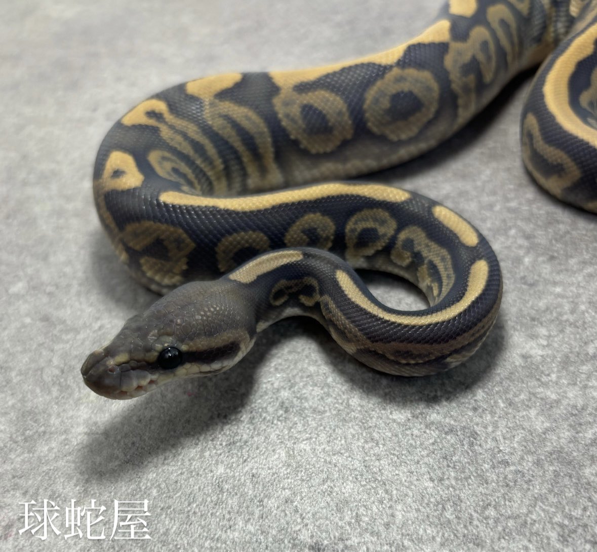 tamahebi_bp's tweet image. 【販売個体】
Blackpastel Ghost ♀
2025JPCB
¥55,000
期待を裏切らないコンボ👻
ここからのコンボの広がりにも注目
シングル+ゴーストやと1番好きなコンボです😎
#ボールパイソン
#ballpython
#爬虫類
#球蛇屋