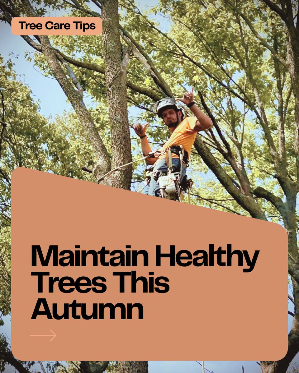 TrufastTree's tweet image. 🍂 Fall Tree Care Tips 🍂

As the leaves change and temperatures drop, it’s the perfect time to give trees a little extra attention. 
-Rake up fallen leaves
-Water deeply
-Mulch
-Prune dead or damaged branches
-Check for pests

Look forward to a thriving landscape come spring!