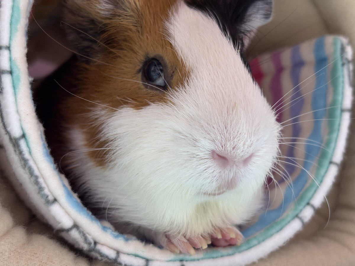 オコチヤンカイヌシ on X