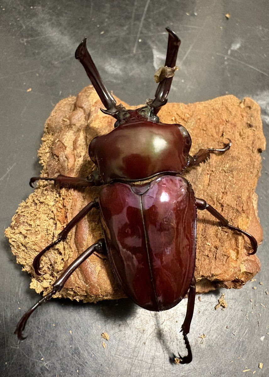 博多ちぇすめだか 博多ちぇすめだか 商品検索 - めだかの通販・販売