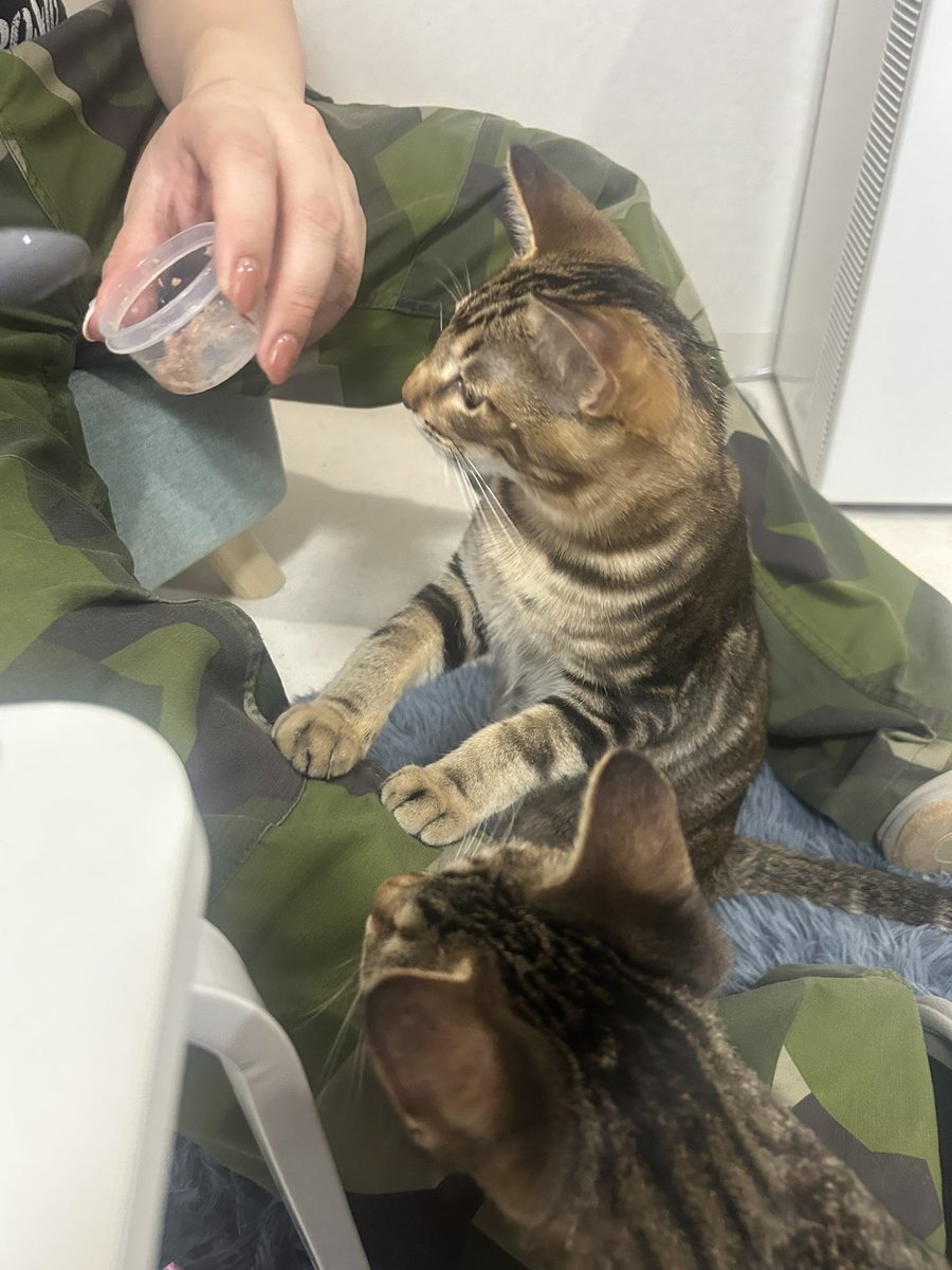 m_mink117's tweet image. #甘猫晩餐会 ②
 #CWC 
初めてキャッツウェルケアさんにお邪魔させて頂きました!!!
可愛いお猫と遊べて癒された🥹💖
大好きなチャムの話をできて嬉しい限りでございました!
スタッフさん、大切な可愛い命たちを助けてくれて本当にありがとうございます。
みんな素敵な家族を見つけてね😌💓
