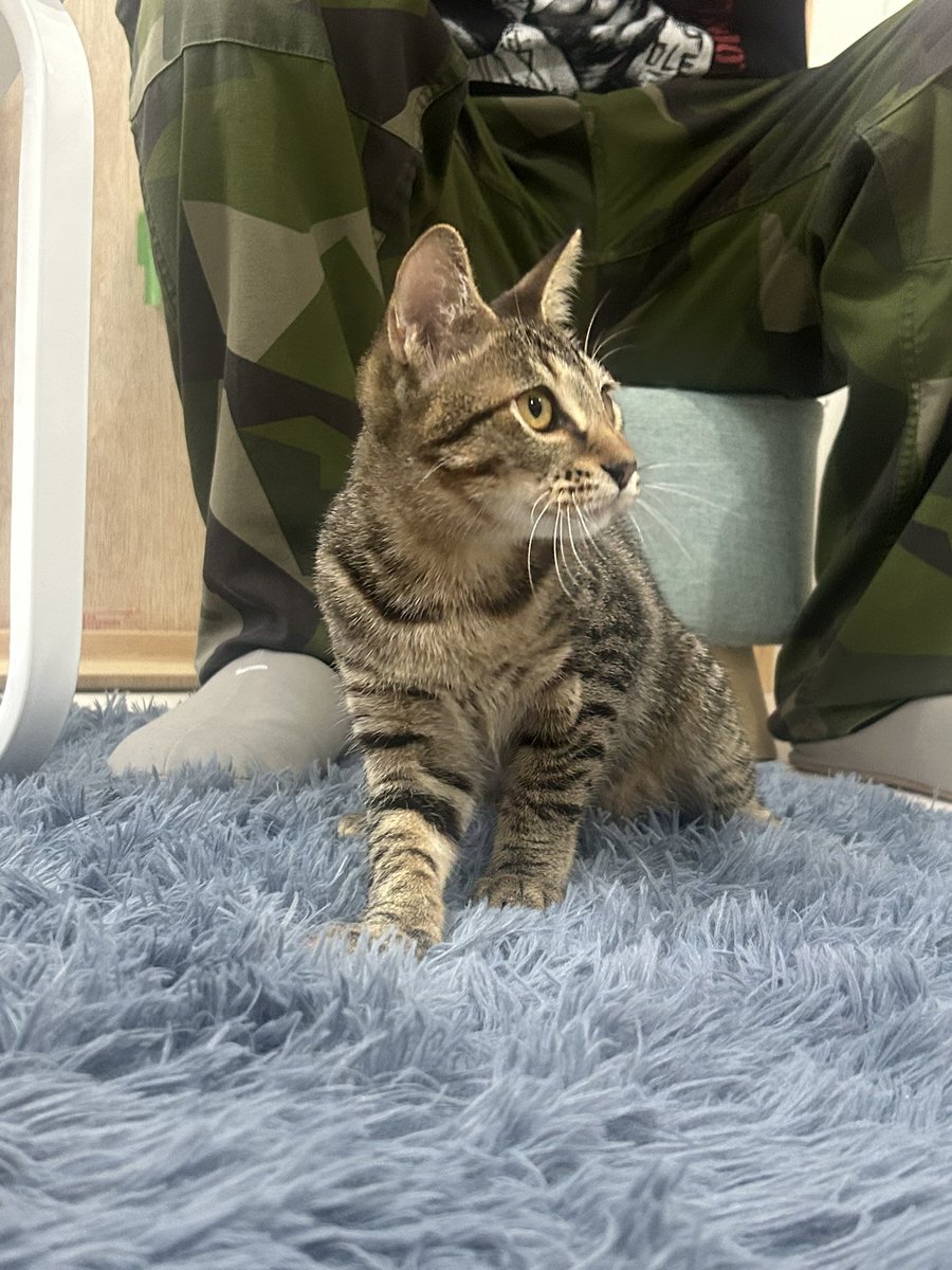 m_mink117's tweet image. #甘猫晩餐会 ②
 #CWC 
初めてキャッツウェルケアさんにお邪魔させて頂きました!!!
可愛いお猫と遊べて癒された🥹💖
大好きなチャムの話をできて嬉しい限りでございました!
スタッフさん、大切な可愛い命たちを助けてくれて本当にありがとうございます。
みんな素敵な家族を見つけてね😌💓