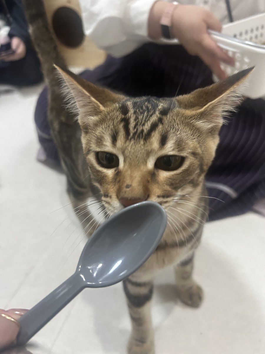 m_mink117's tweet image. #甘猫晩餐会 ②
 #CWC 
初めてキャッツウェルケアさんにお邪魔させて頂きました!!!
可愛いお猫と遊べて癒された🥹💖
大好きなチャムの話をできて嬉しい限りでございました!
スタッフさん、大切な可愛い命たちを助けてくれて本当にありがとうございます。
みんな素敵な家族を見つけてね😌💓