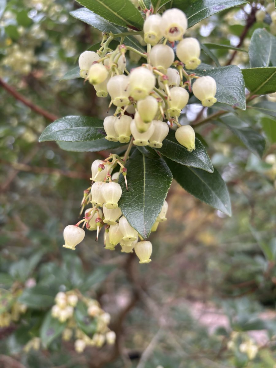 Susan Jones tweet media