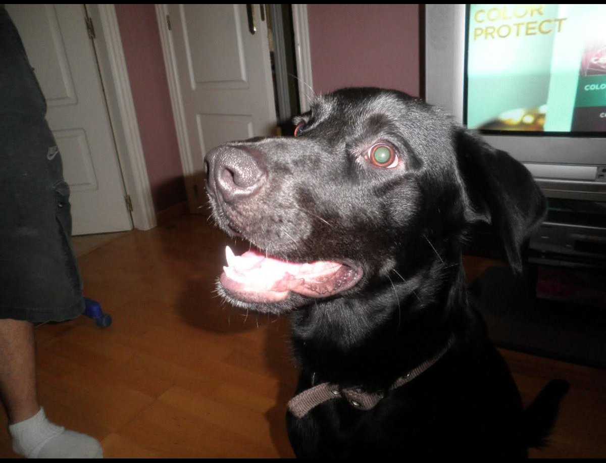 CKaneOne's tweet image. El cielo recibe hoy a mi pequeño, mi blackie han sido los 16 años de amor incondicional, amistad y lealtad mas bonitos. Sin duda Blackie eres y seras el mejor perro de todos. Te quiero 🖤