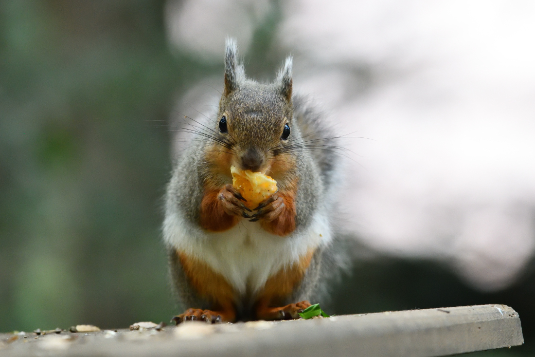 vintage squirrel ♡ 木の実あつめの ベージュ色 リスさん vintage