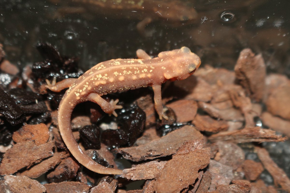 シリケンイモリ　アルビノ

金粉もベッタリ🤤